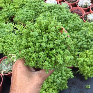 Sen đá sedum xanh size trung