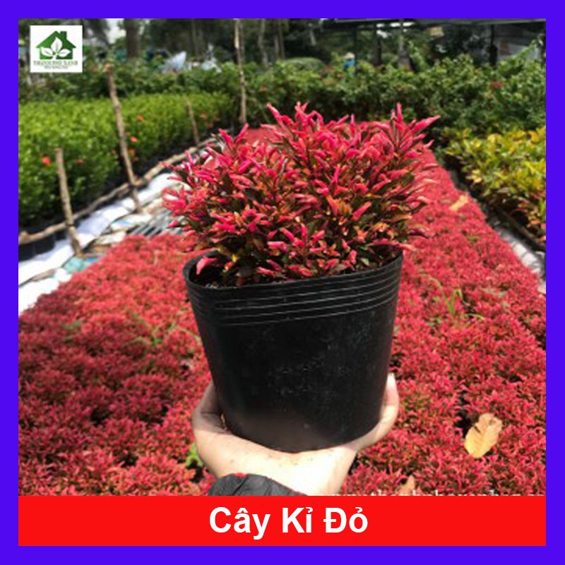 Cây Kỉ Đỏ - Cây cảnh mini để bàn + Tặng phân bón cho cây