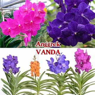 cây giống lan vanda, hàng nhập thái lan, đủ màu siêu đẹp siêu rẻ -SIÊU SIÊU ĐẸP