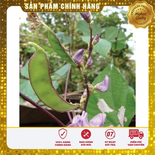 Hạt giống đậu ván xanh - 3 hạt