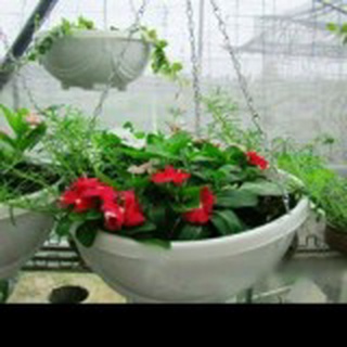 10 chậu có quai treo rộng 28cm x12cm
