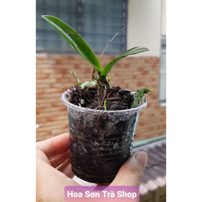 Hoa lan, giá 3k/kei dành TẶNG KHÁCH KHI MUA TRÊN 100K.