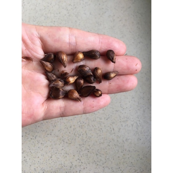 Củ hoa Oxalis Purpurea Garnet