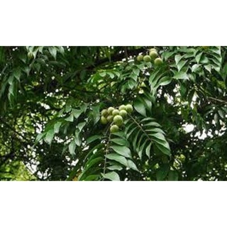 Cây giống sấu chùm, sấu ăn qủa siêu ngon siêu quả dòng quả sớm- cam kêt giống chuẩn f1