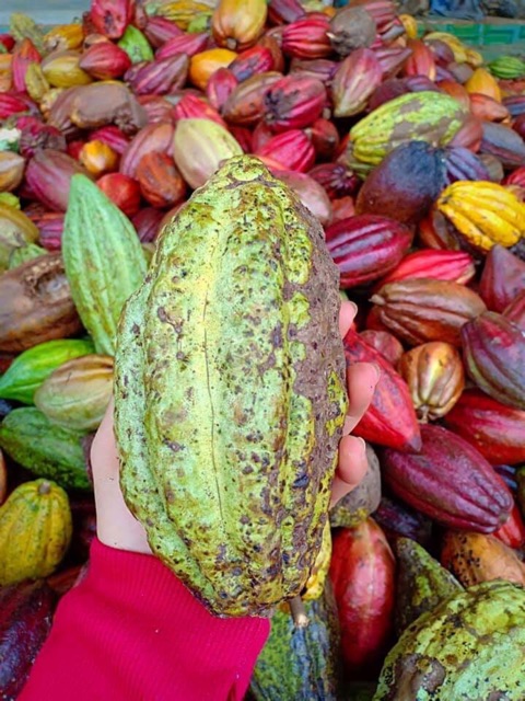 Bột cacao nguyên chất loại 1 pha uống trực tiếp và làm bánh- 500gr
