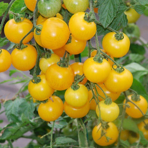 COMBO 2 gói cà chua bi cao quả tròn vàng TẶNG 1 siêu lân