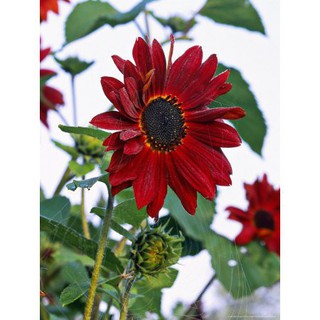 Gói 30 Hạt Giống Hoa Hướng Dương Đỏ - Velvet (Helianthus annuus) luckyseed hạt siêu rẻ
