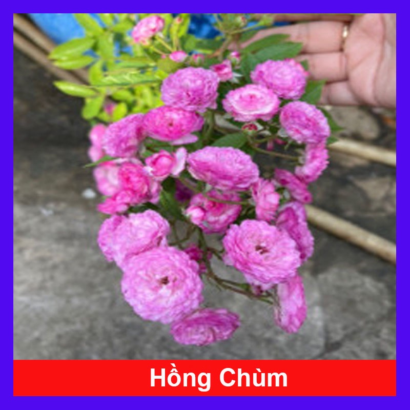 Hồng Ngoại Chùm Siêu Bông ( Hồng Chùm ) - cây cảnh vườn + tặng phân bón cho cây