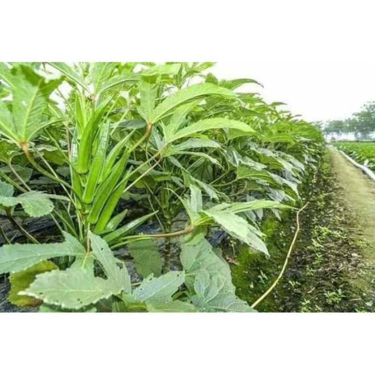 hạt giống đậu bắp lùn xanh siêu trái 100 hạt