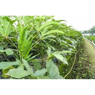 Hạt giống đậu bắp lùn xanh siêu trái 100 hạt