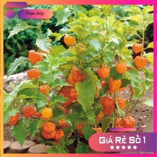 Hạt giống Anh đào đất, cây Thù dù, cây Tầm bóp (100 hạt)