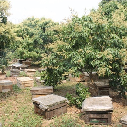 SIÊU RẺ - MẬT ONG RỪNG HOA NHÃN 1 lít nguyên chất 100% chuẩn - THẾ HỒNG HONEY