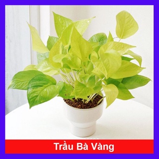 Cây trầu bà vàng - Cây cảnh để bàn - caykiengsadec