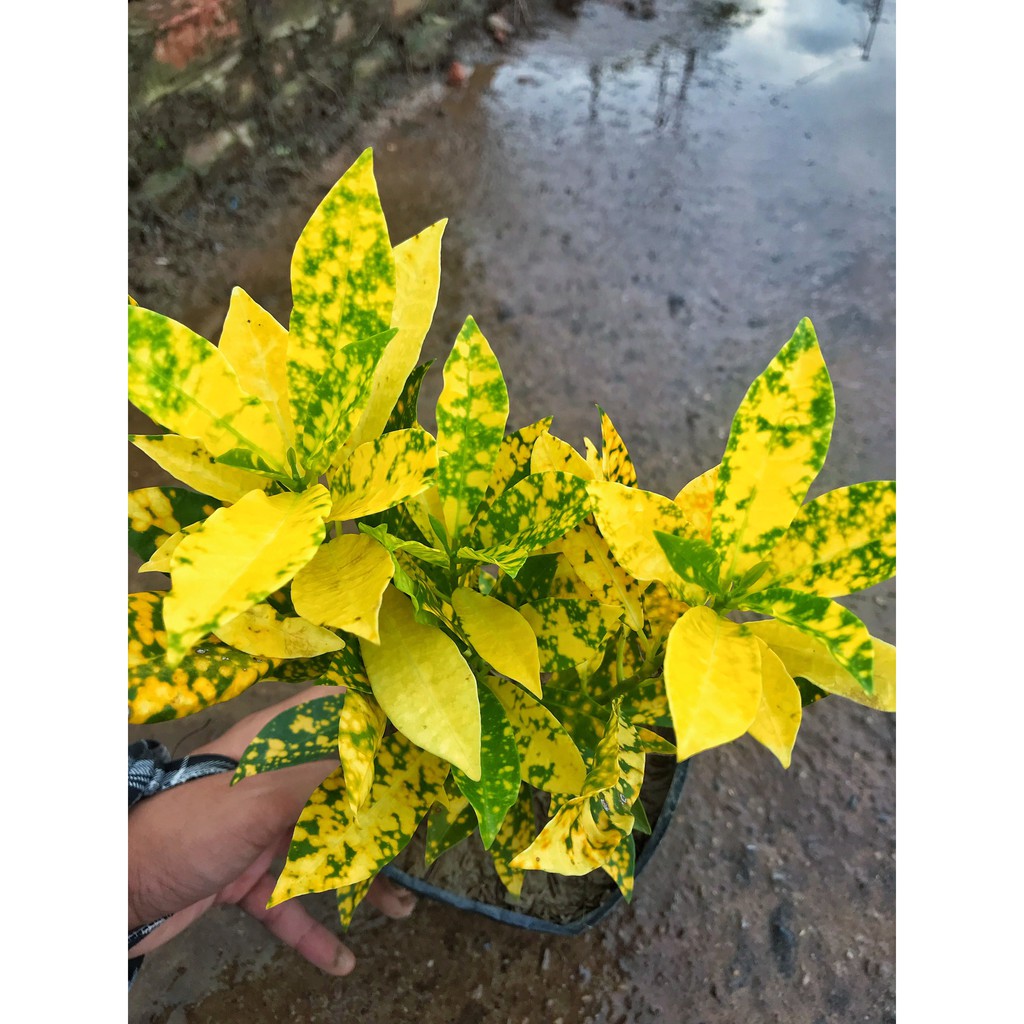 Cây Cô Tòng - Vàng Anh  Cao 20-25cm Lá Xanh Đốm Vàng  Làm Cây Trang Trí Cảnh Quan Sân Vườn