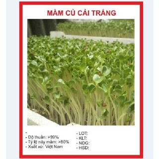 Hạt giống Mầm củ cải trắng – Gói 50g
