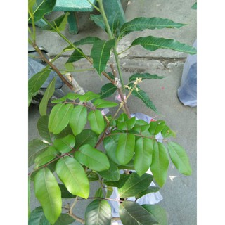 Cây Nhãn Tím ghép khỏe đẹp.
