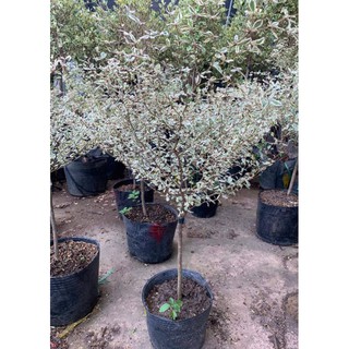Cây bàng nhật dáng tree cẩm thạch