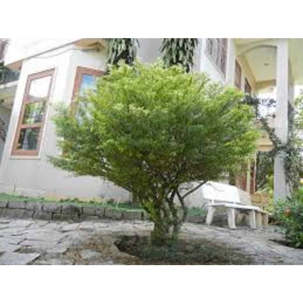 CHẬU CÂY MAI CHIẾU THỦY  VƯỢNG PHONG THỦY + Tặng 02 cây nhót ngọt