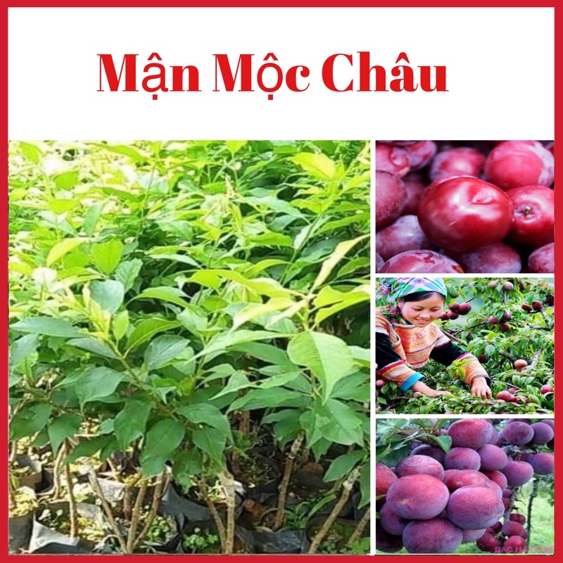 Cây mận Mộc Châu cao 60-90 cm cho quả to giòn ngon rất dễ trồng( ảnh thật hình cuối)