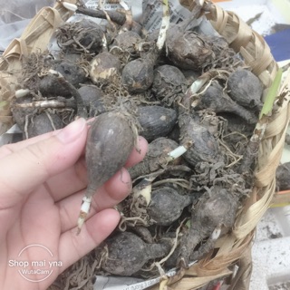 Củ mẹ huệ mưa ngoại (combo 6củ 6màu như hình)