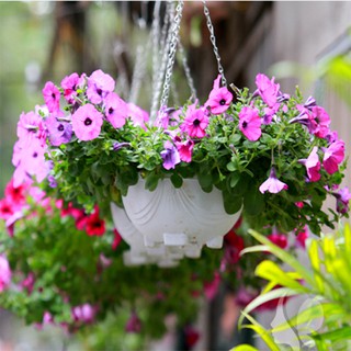 hạt giống hoa dạ yến thảo đơn mix