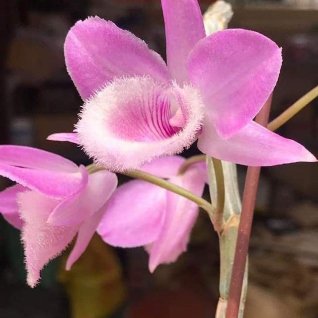 Phi điệp hồng ngọc