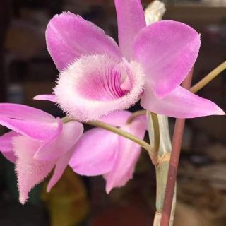 Phi điệp hồng ngọc
