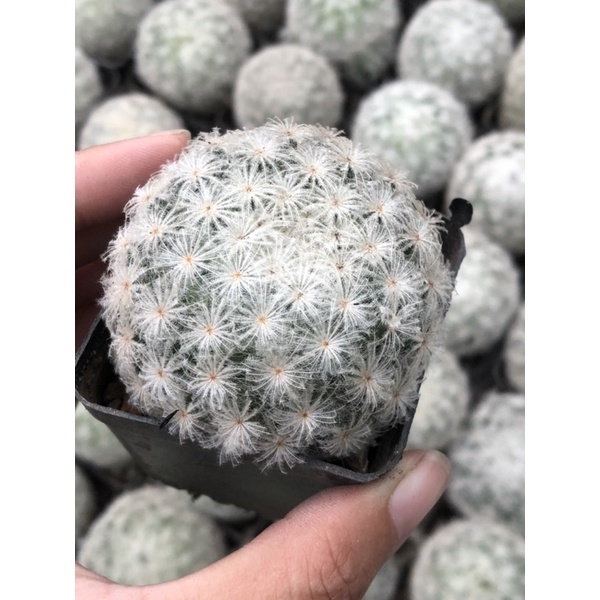 Xương rồng gai trắng