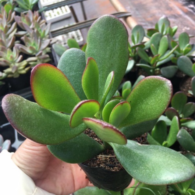 SEN ĐÁ THẠCH BÍCH