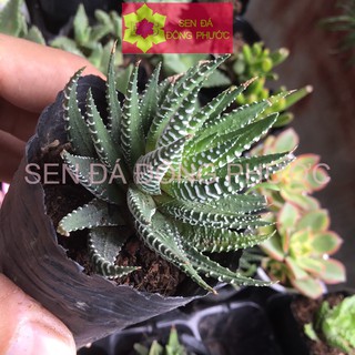 SEN ĐÁ MÓNG RỒNG CÚP - Size bầu - Sen Đá xương rồng cây phong thuỷ văn phòng đẹp