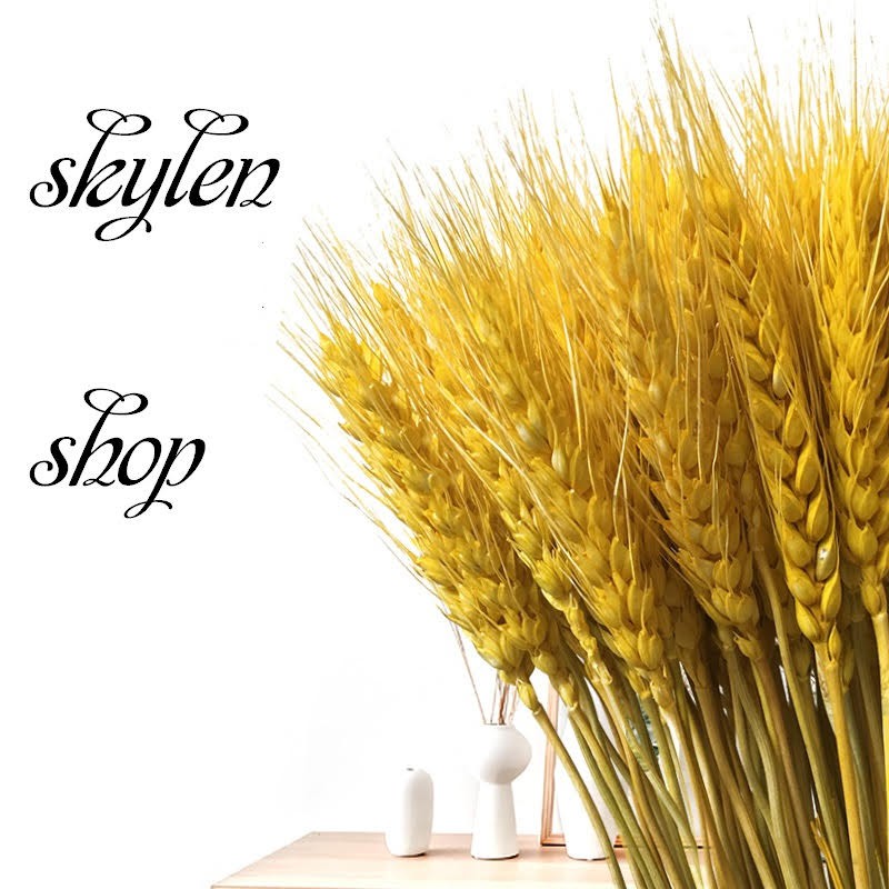 Hoa lúa mạch khô 500g - 1000g