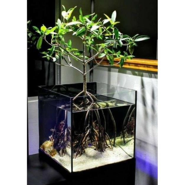 Thủy Sinh - Cây Thủy Sinh - Đước - Biotope - Bán Cạn