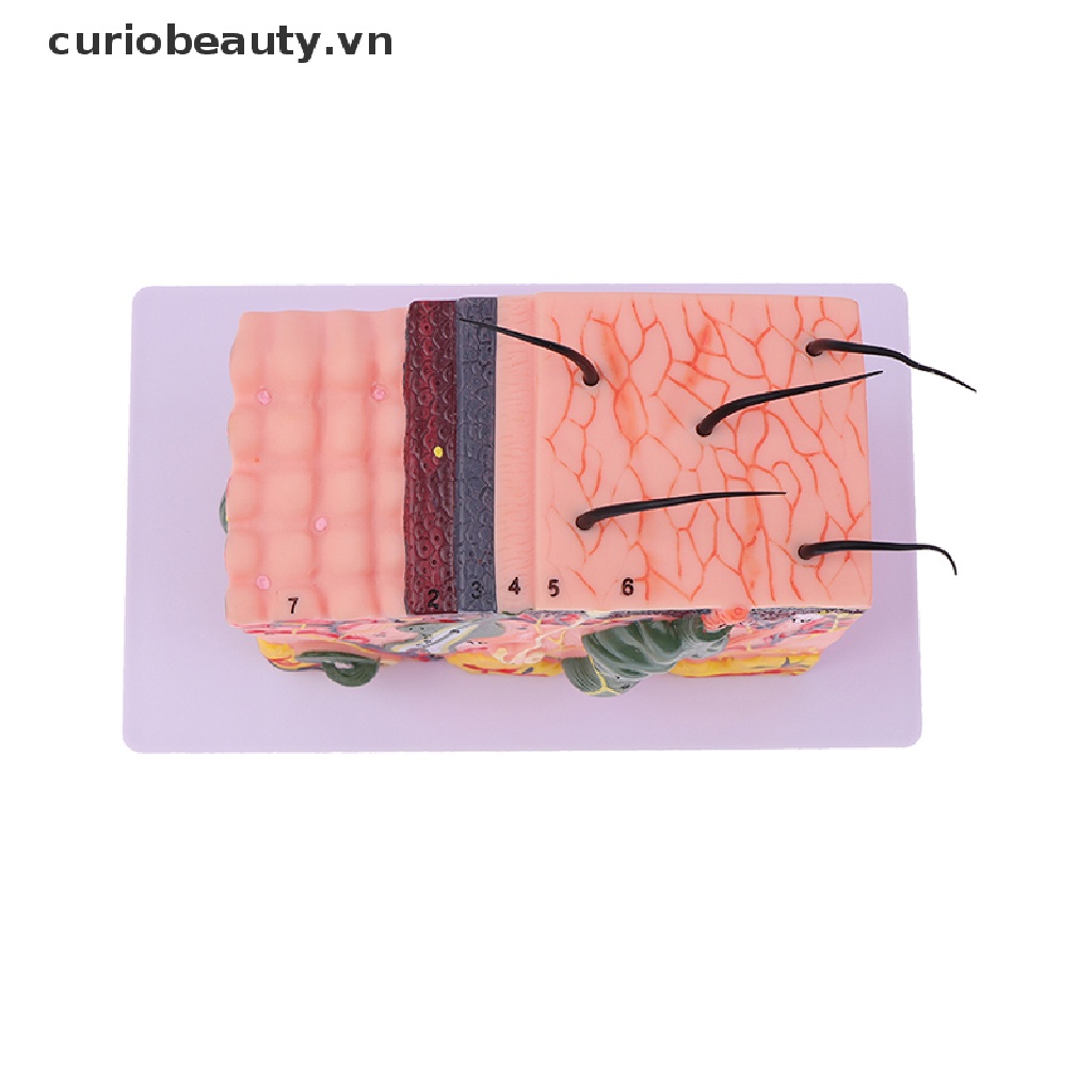 Mô Hình Cấu Trúc Da Người Chất Lượng Cao 35 / 50