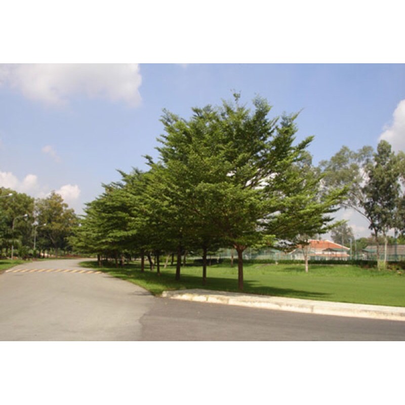 Cây Bàng Đài Loan - Bàng Lá Nhỏ Cây cao 1m-1m2
