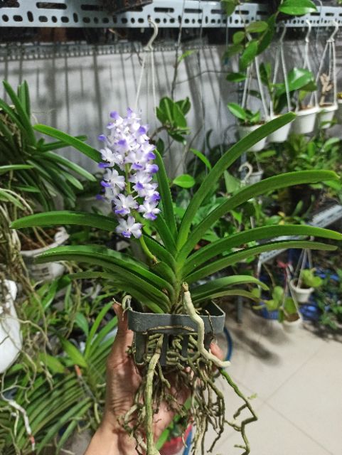 Hoa lan hải yến tím sắp hoa