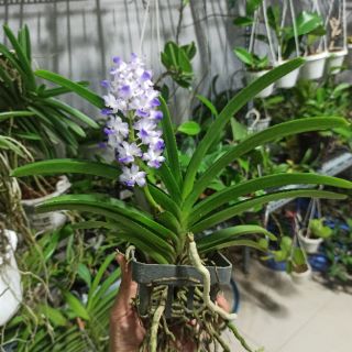 Lan hải yến lai trưởng thành sắp hoa