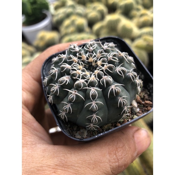 Xương rồng gym eu gai ôm hàng hạt size chậu 5.5cm