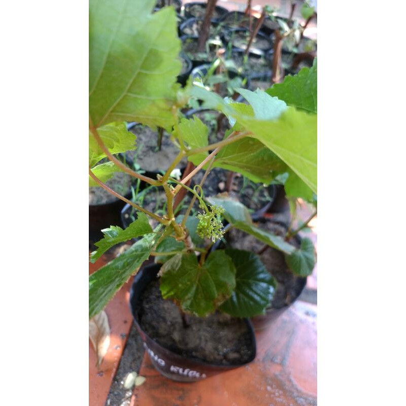 Cây Nho Rượu Syrah