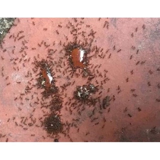 Lọ diệt kiến gián sinh học