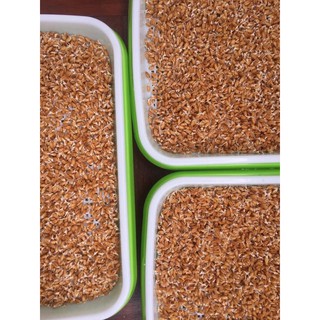 100g bột cỏ lúa mỳ oganic