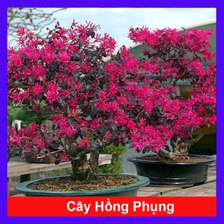 Cây Hồng Phụng - cây cảnh để bàn