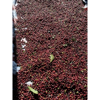 Combo 1kg cà phê Robusta GiLaCaf Việt Nam rang mộc pha phin
