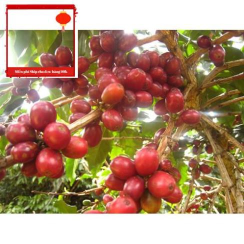 [Bão Giá] Cà phê Robusta nguyên chất  2 gói 500G= 1kg