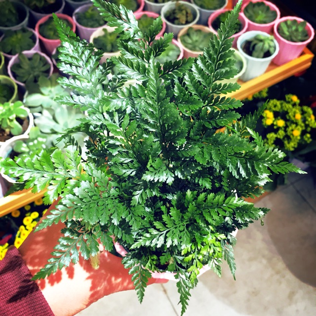 Cây để bàn( dương sỉ, tóc thần vệ lữ,..) giao ngẫu nhiên nhà cần chuẩn cây gì ib hoặc note shop