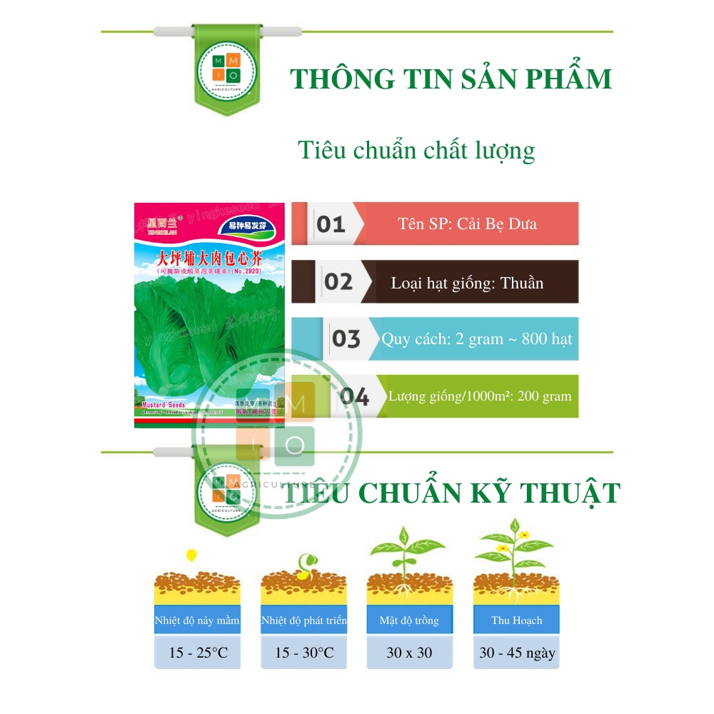 Hạt giống cải bẹ dưa chịu nhiệt
