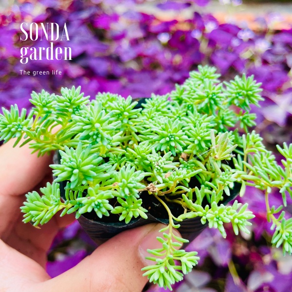 Sen đá sedum cơm SONDA GARDEN size bé 5-6cm, cây cảnh trang trí nhà cửa, lỗi 1 đổi 1