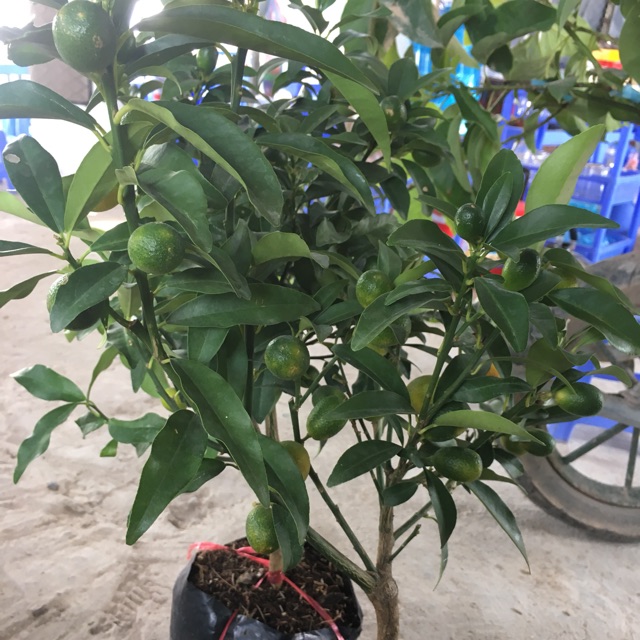 Cây quất ngọt có quả