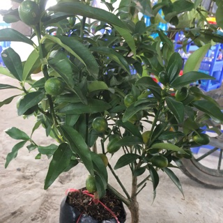 Cây quất ngọt có quả