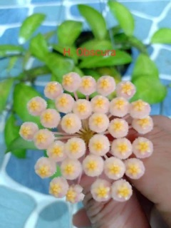 COMBO 10 LOẠI HOA CẨM CÙ
