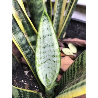 5 Mầm cây lưỡi hổ